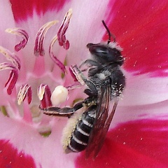 megachile perihirta andclarkia amoena - western leafcutter bee on clarkia amoena megachile perihirta andclarkia amoena